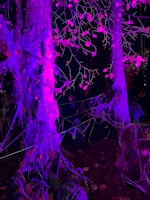 A dimly lit forest scene with trees wrapped in faux spider webs illuminated by purple lighting. The ground is covered in autumn leaves, and a person dressed in a costume appears to be crouching among the trees, adding to the eerie atmosphere.