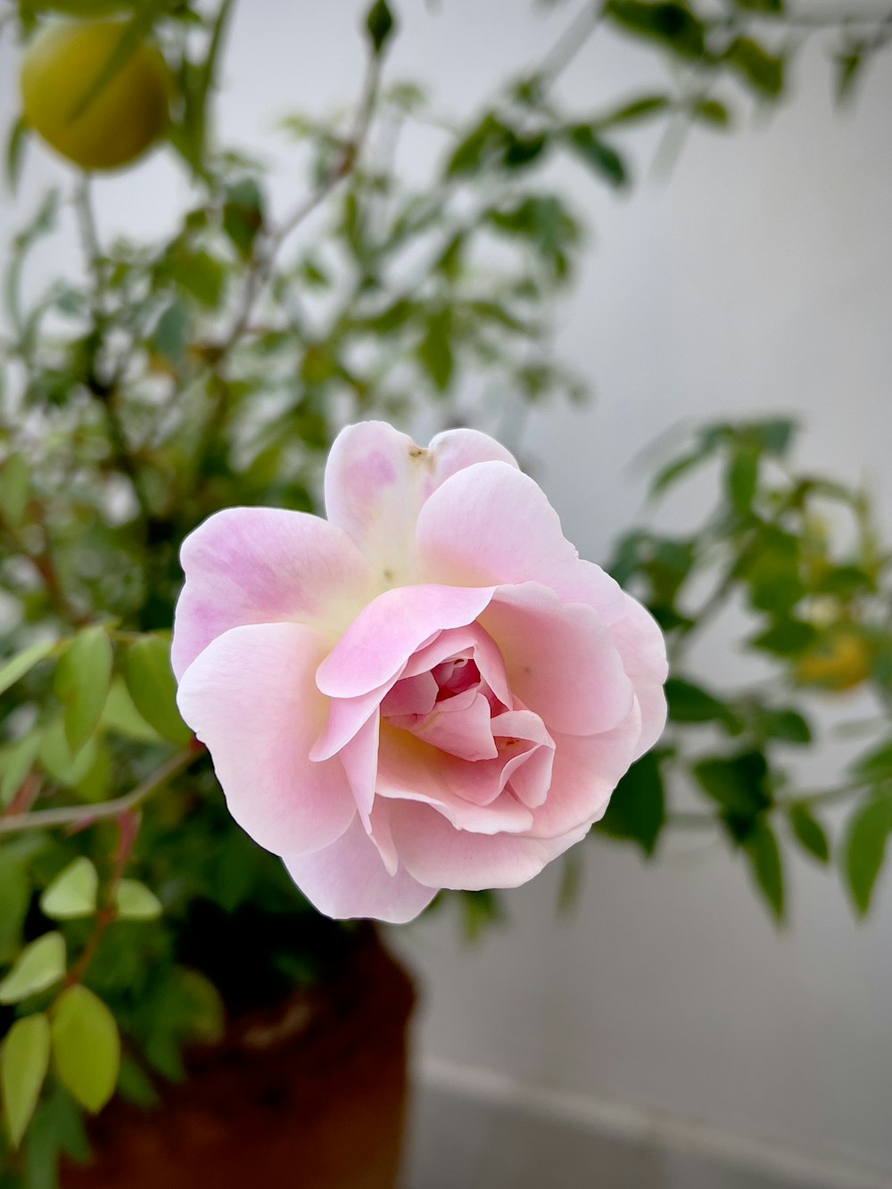 Eine rosa Blume steckt in einem braunen Topf