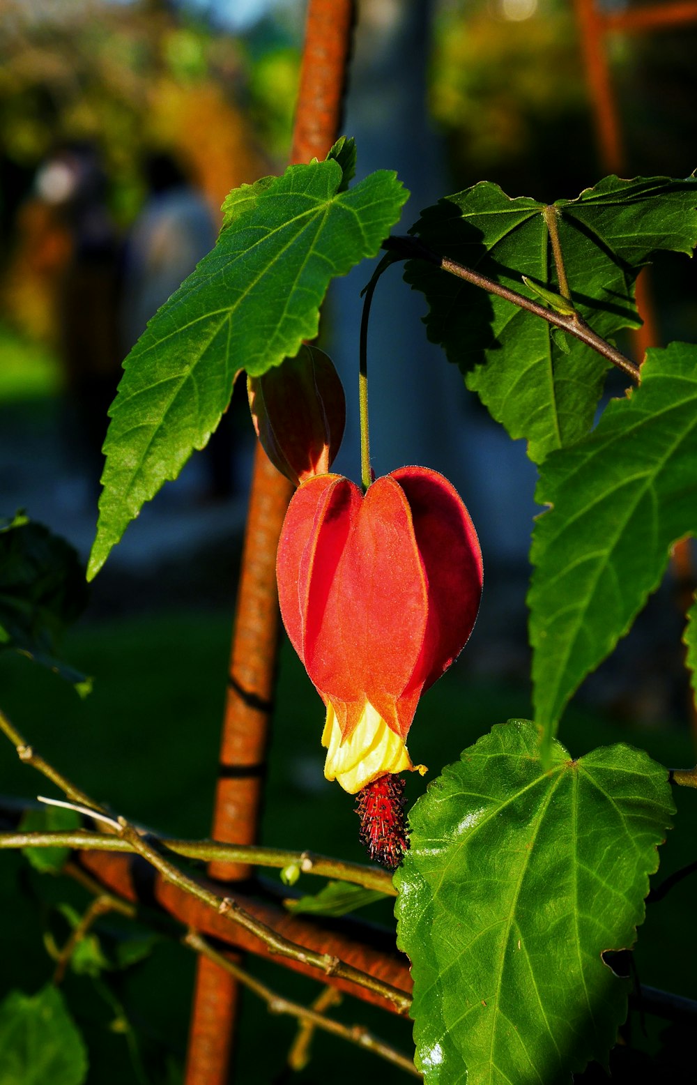 a close up of a flower on a tree