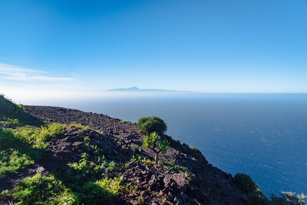 a lone tree on a rocky cliff overlooking the ocean