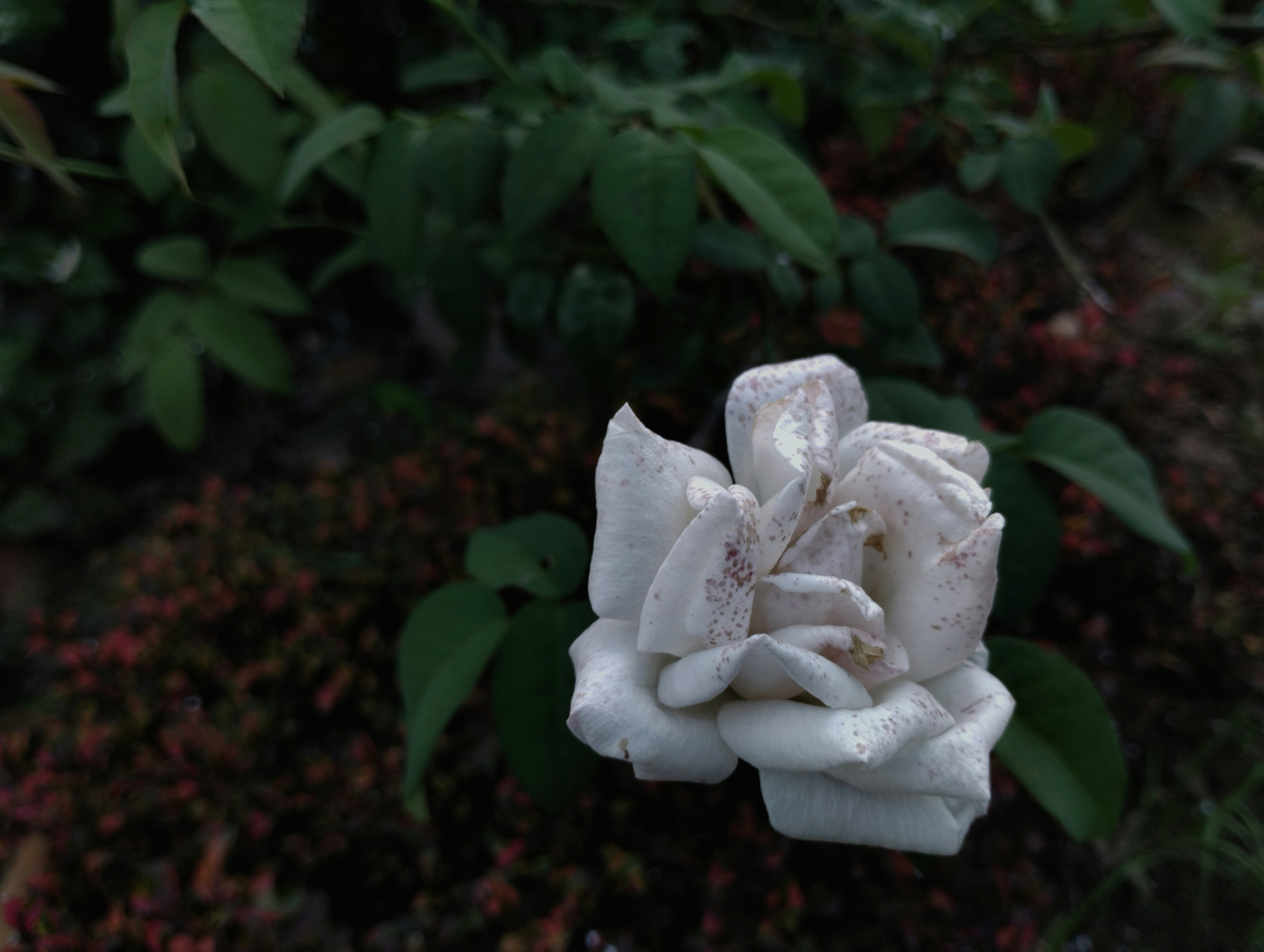a close up of a white flower on a plant