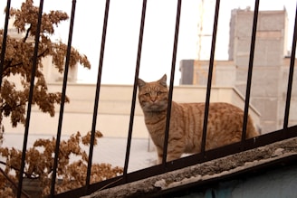 A ginger tabby cat is standing on a ledge behind a black metal fence, appearing alert. The background features an urban setting with beige and gray buildings, along with a dry tree on the left.
