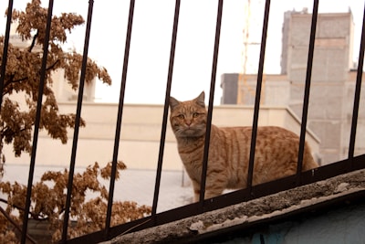 A ginger tabby cat is standing on a ledge behind a black metal fence, appearing alert. The background features an urban setting with beige and gray buildings, along with a dry tree on the left.