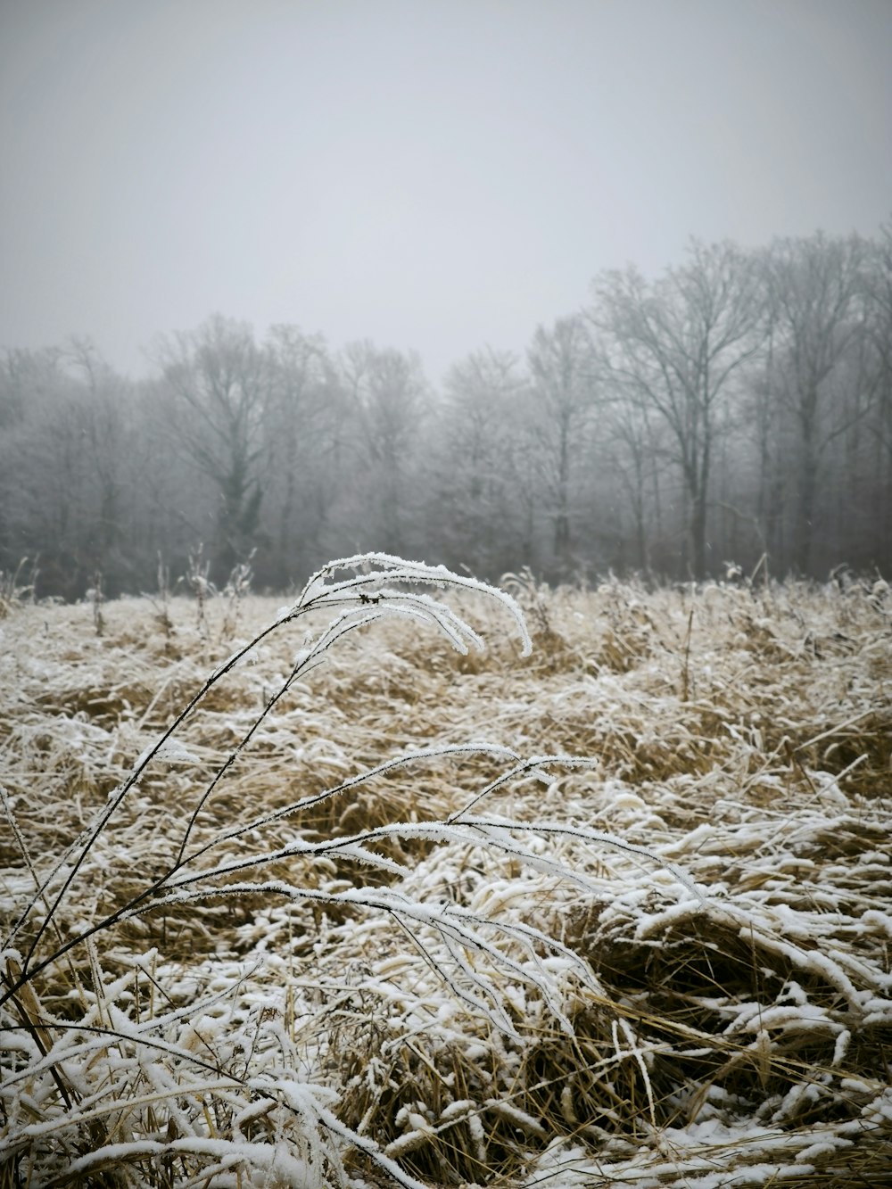 a field covered in snow and frost with trees in the background