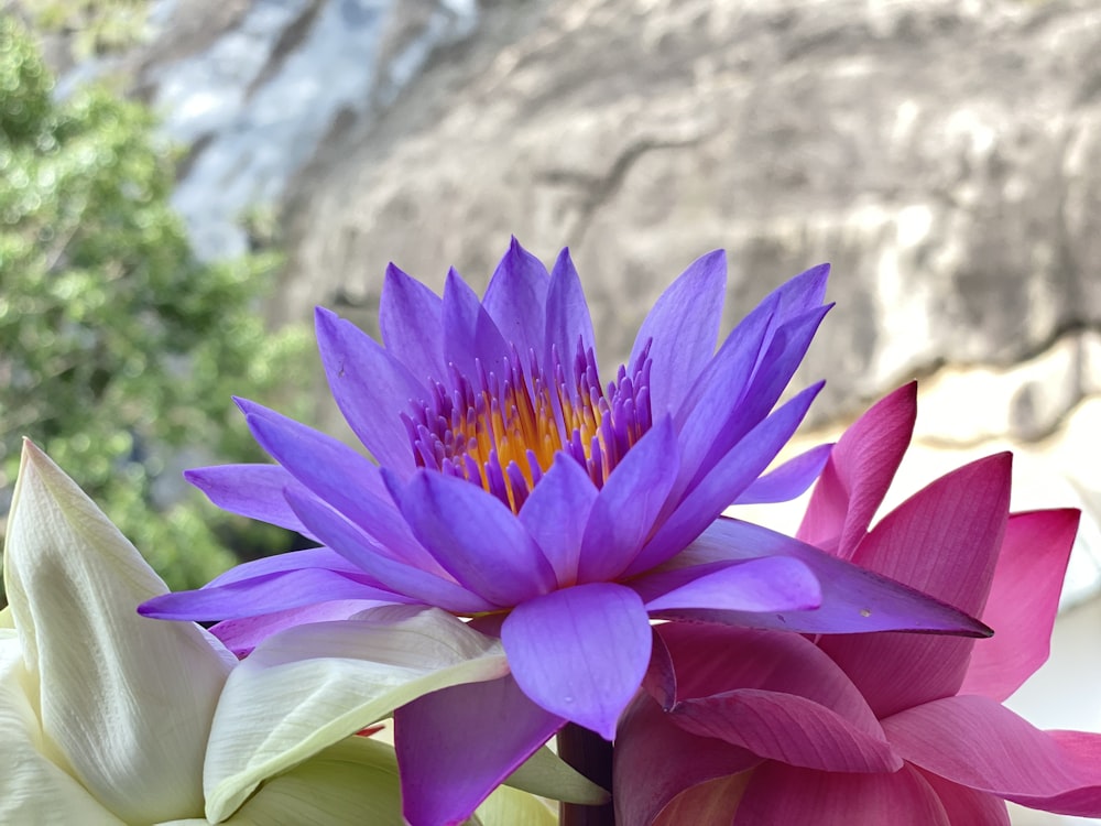 a close up of a purple flower in a vase