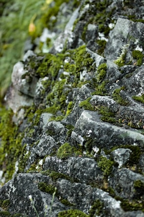 a close up of a stone wall with moss growing on it
