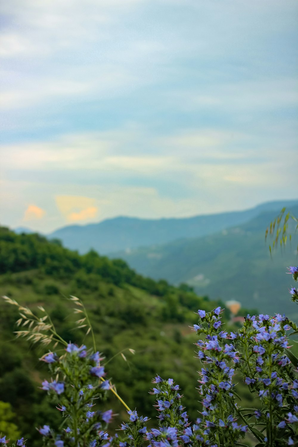 a view of a mountain range with blue flowers in the foreground
