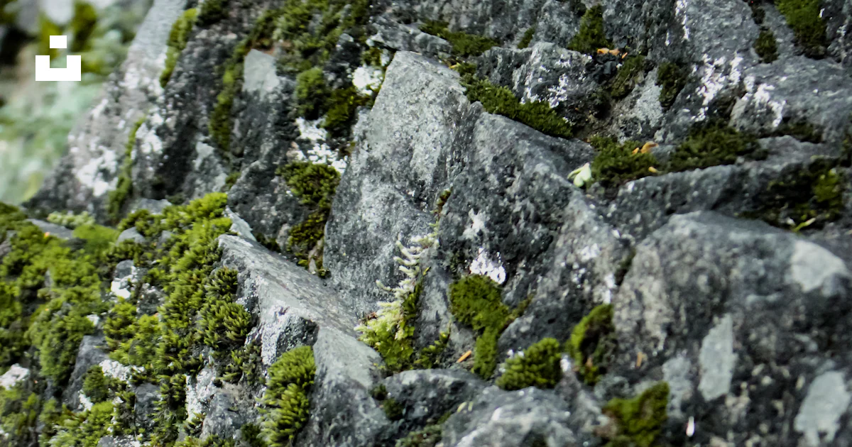 Moss Formations On Rocks A close up of a rock formation with moss growing on it photo – Free ...