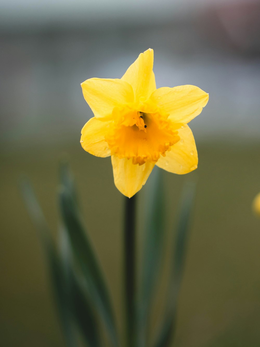 a close up of a yellow flower with a blurry background