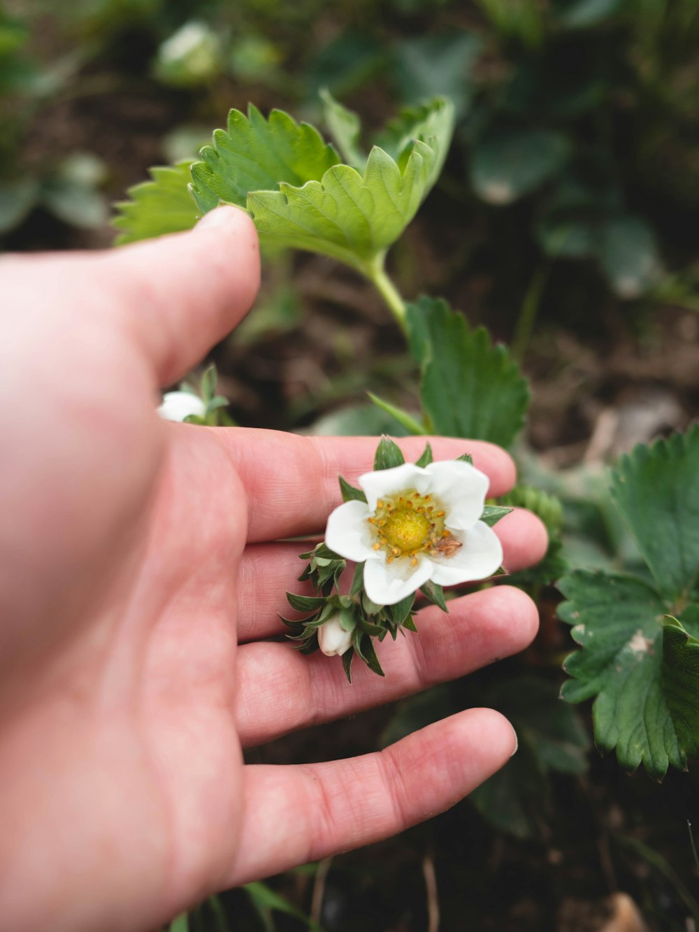 a person is holding a small white flower