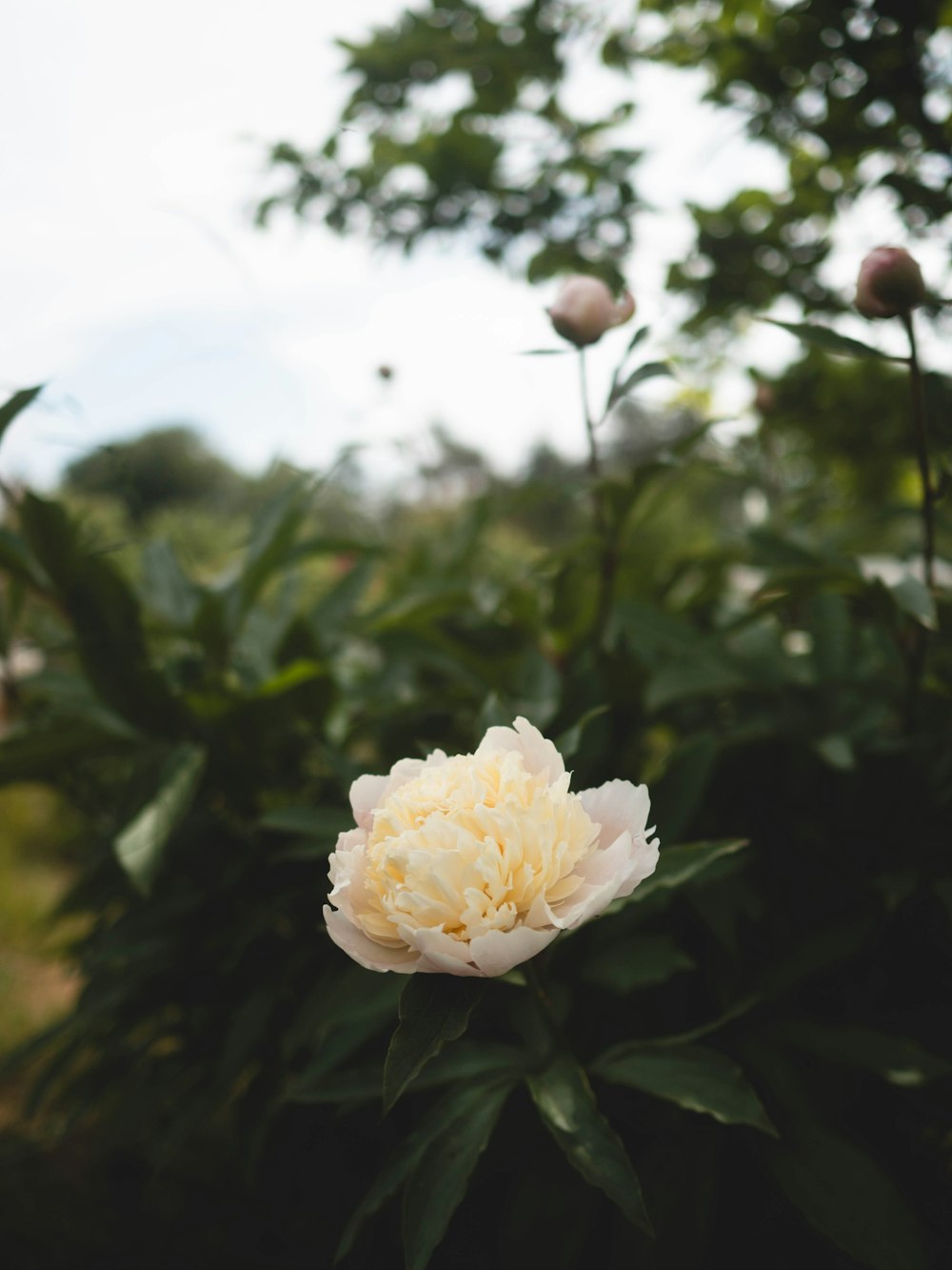 a large white flower sitting on top of a lush green field