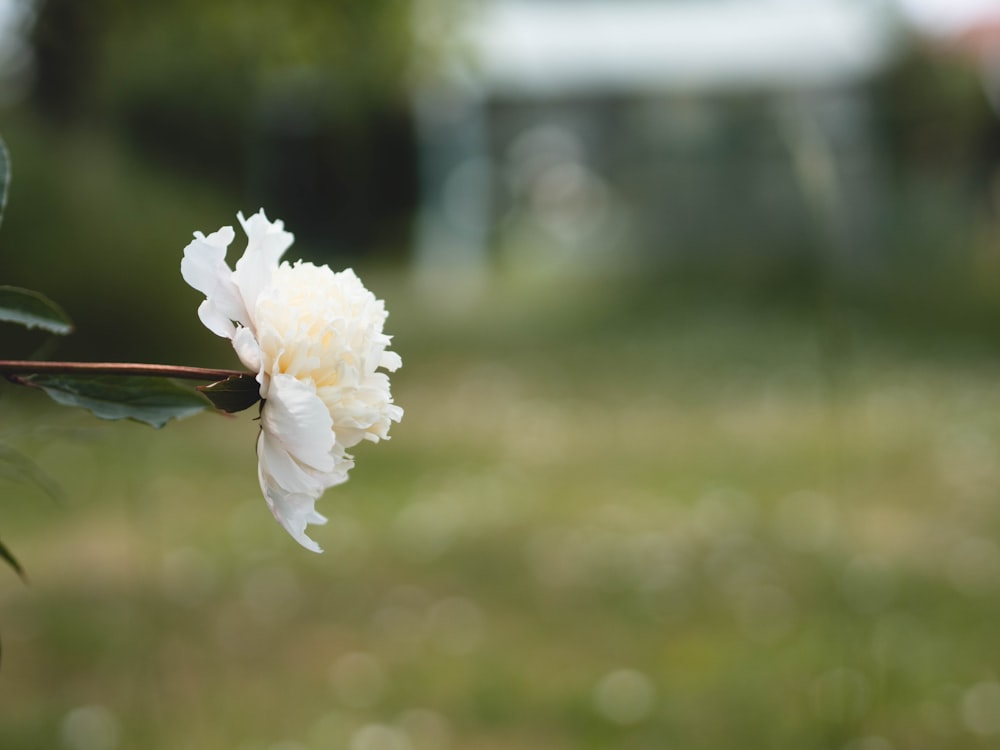 a white flower with green leaves in the background