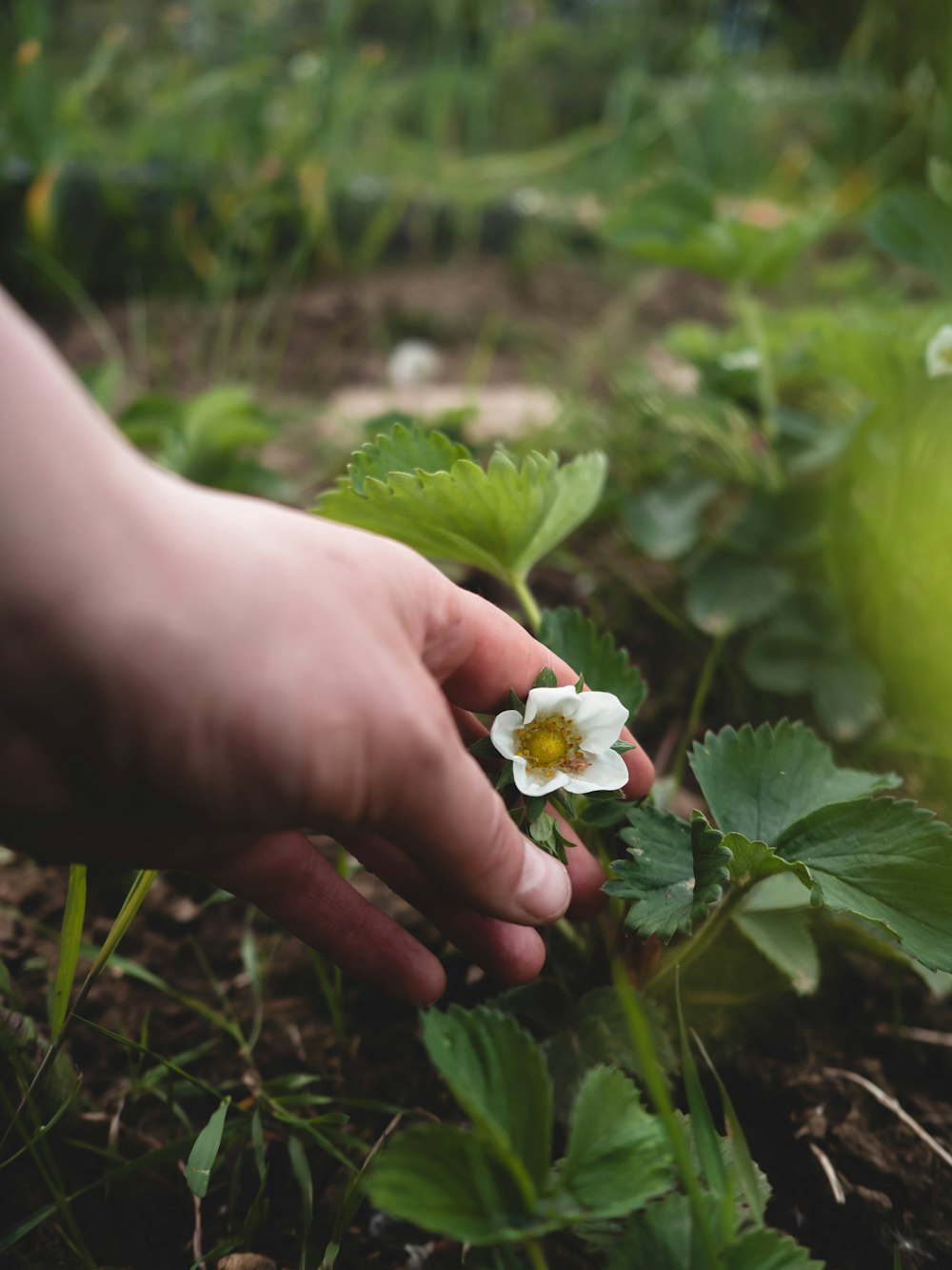 a person holding a flower in their hand