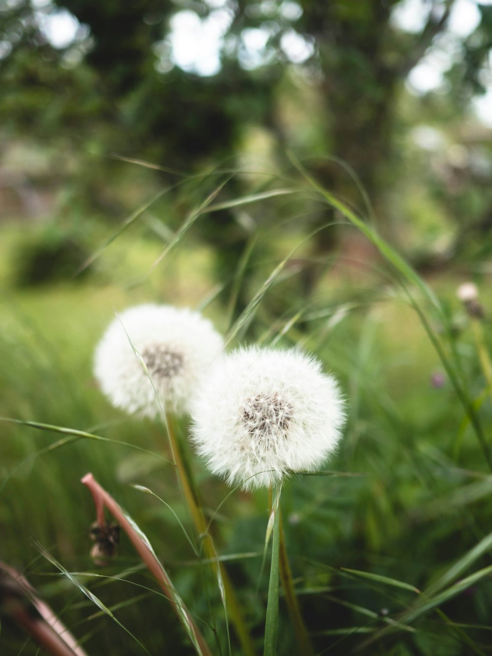 a couple of white dandelions sitting on top of a lush green field