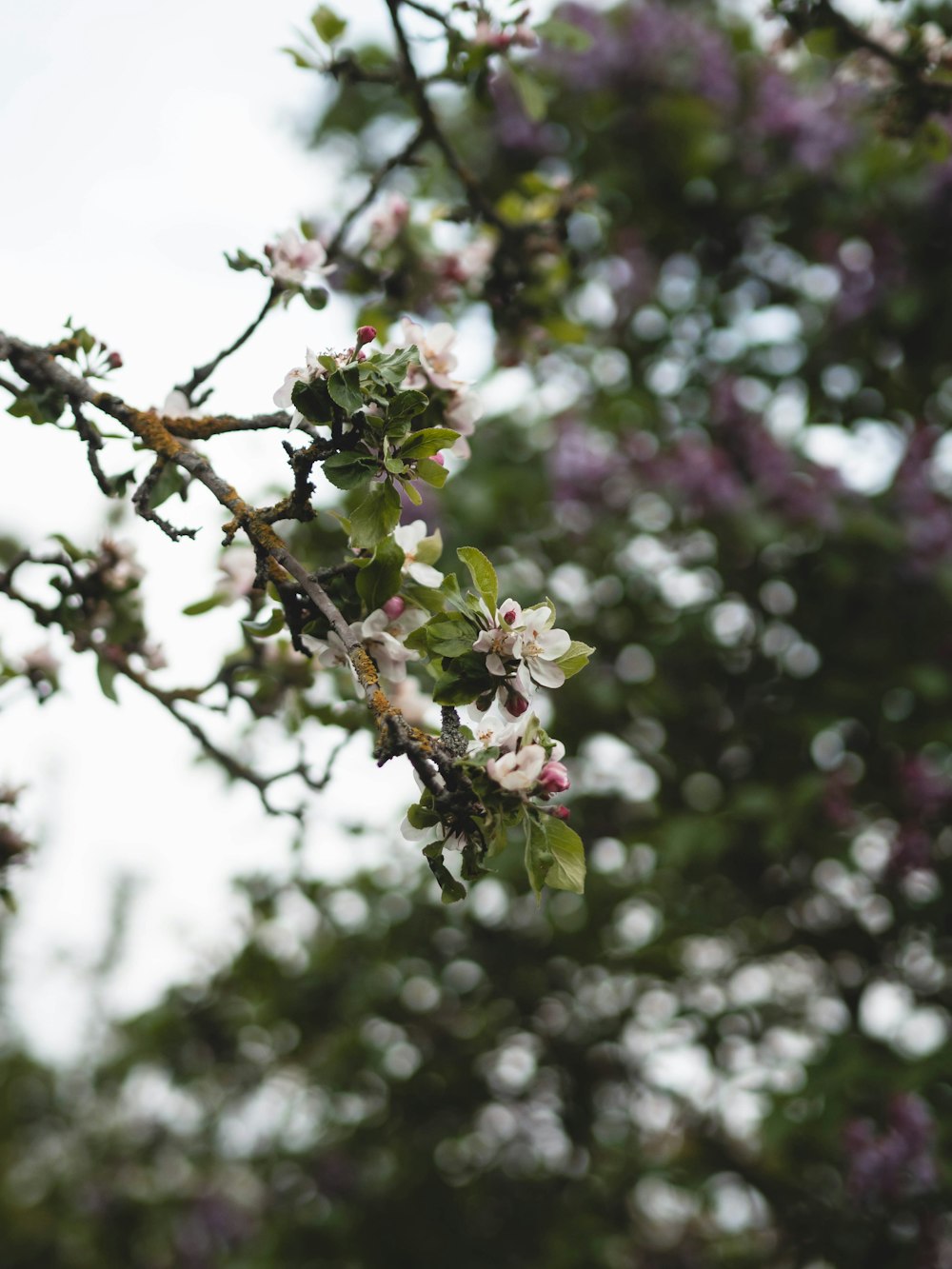 a tree branch with white and purple flowers