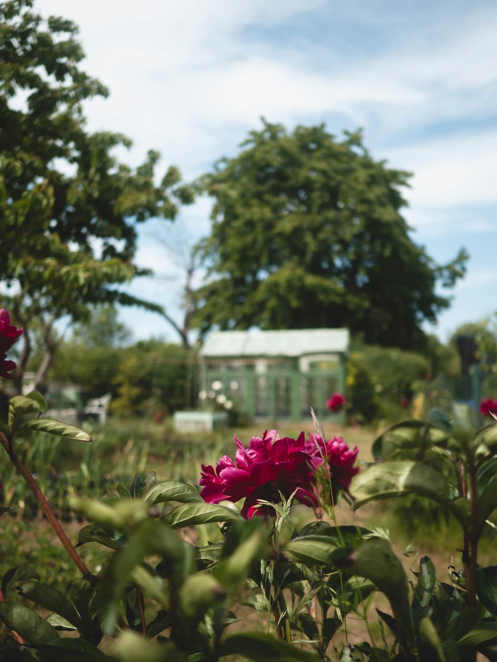 a field of flowers with a house in the background