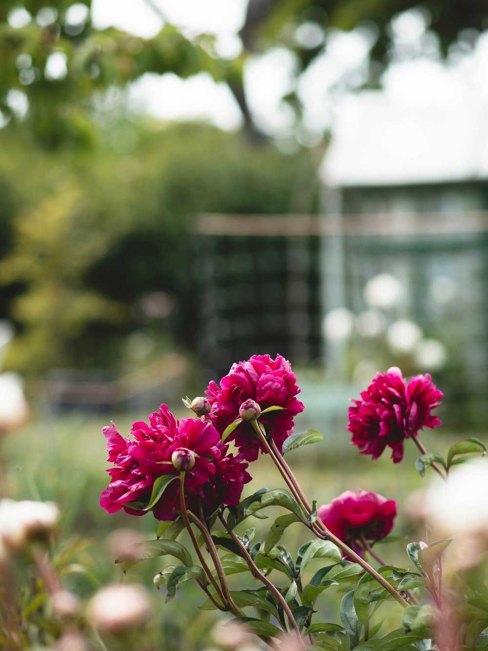 un mazzo di fiori che sono nell'erba