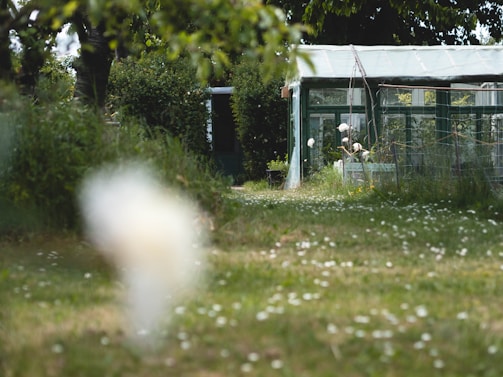 A green garden area with a pathway leading to a glass greenhouse or garden shed. The vegetation appears lush with grass, a few scattered flowers, and some taller plants to the sides. The structure in the background seems to be partially covered with climbing plants.