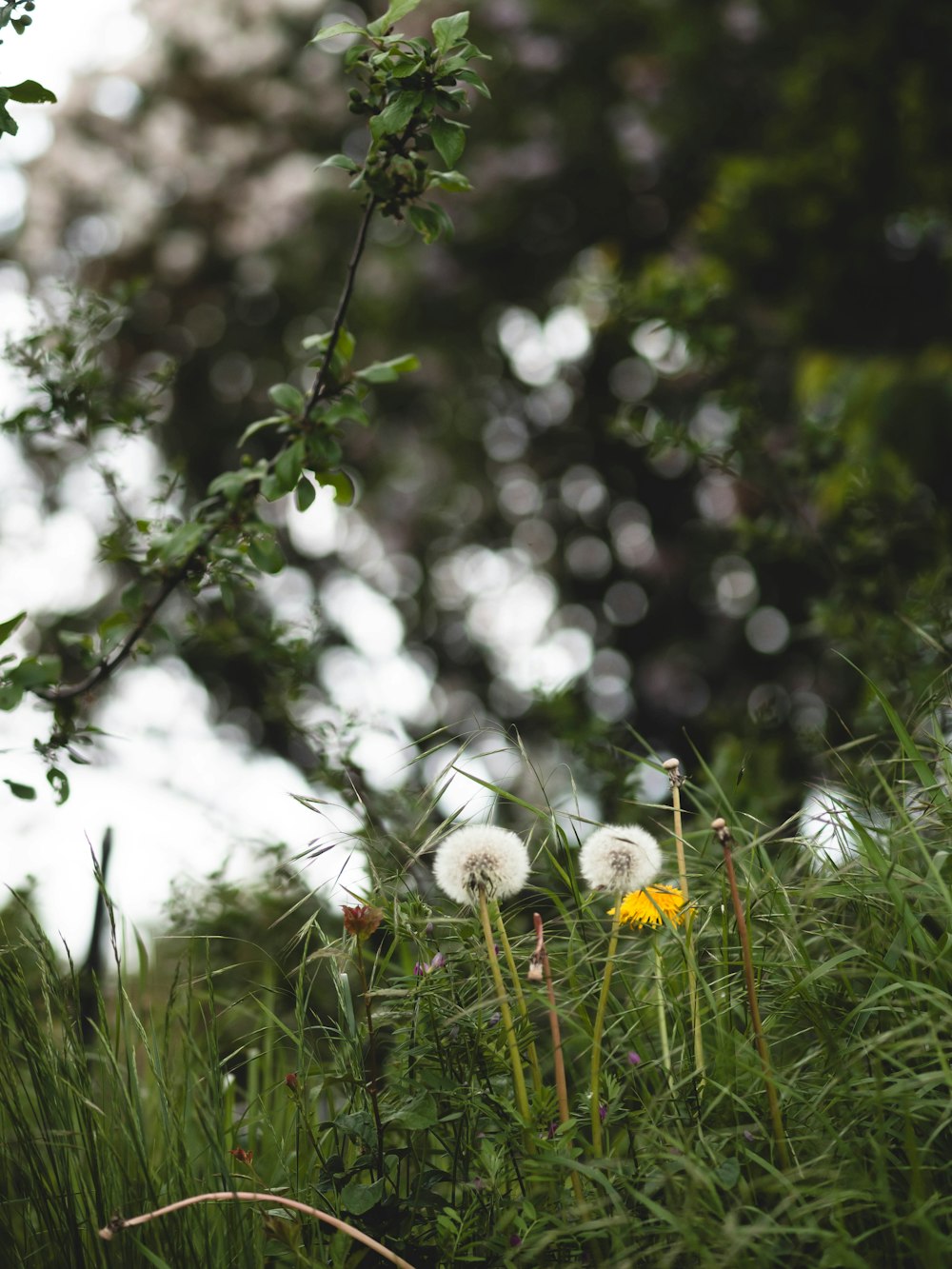 un bouquet de pissenlits qui sont dans l’herbe