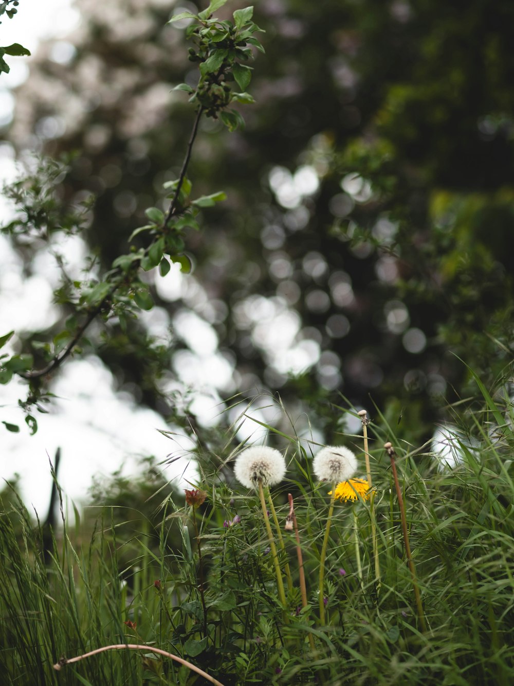 a bunch of dandelions that are in the grass