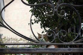 A curious cat peers through decorative wrought iron fencing, partially obscured by green foliage. The setting suggests a garden or outdoor area.