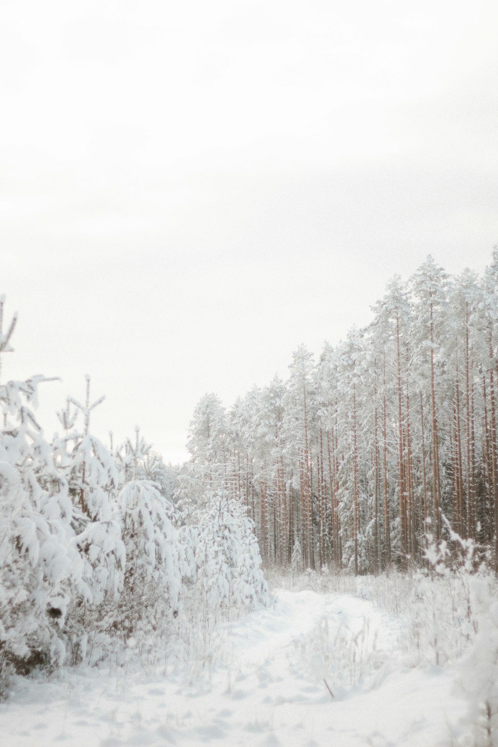 a snow covered forest with a path through it