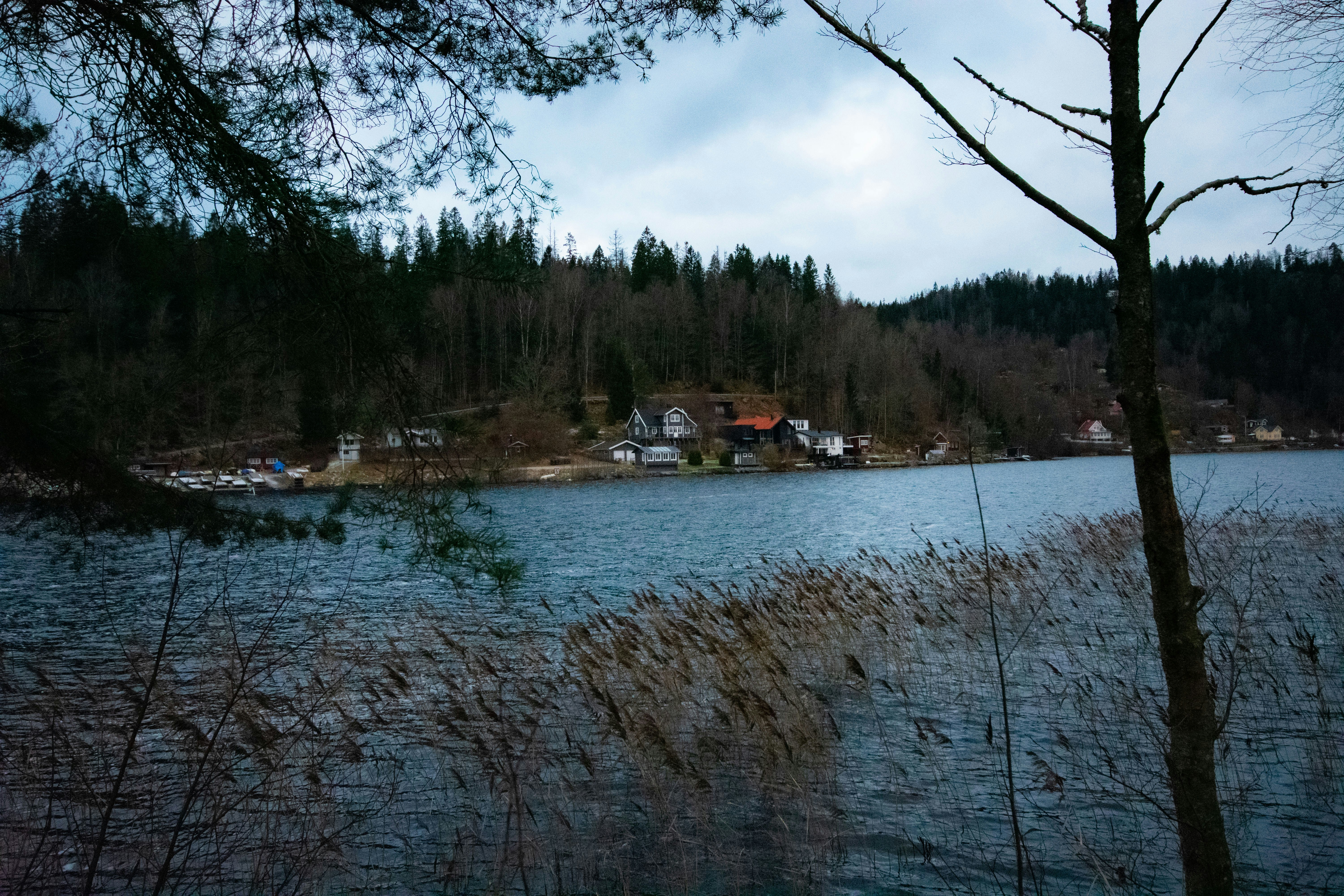 a body of water surrounded by a forest
