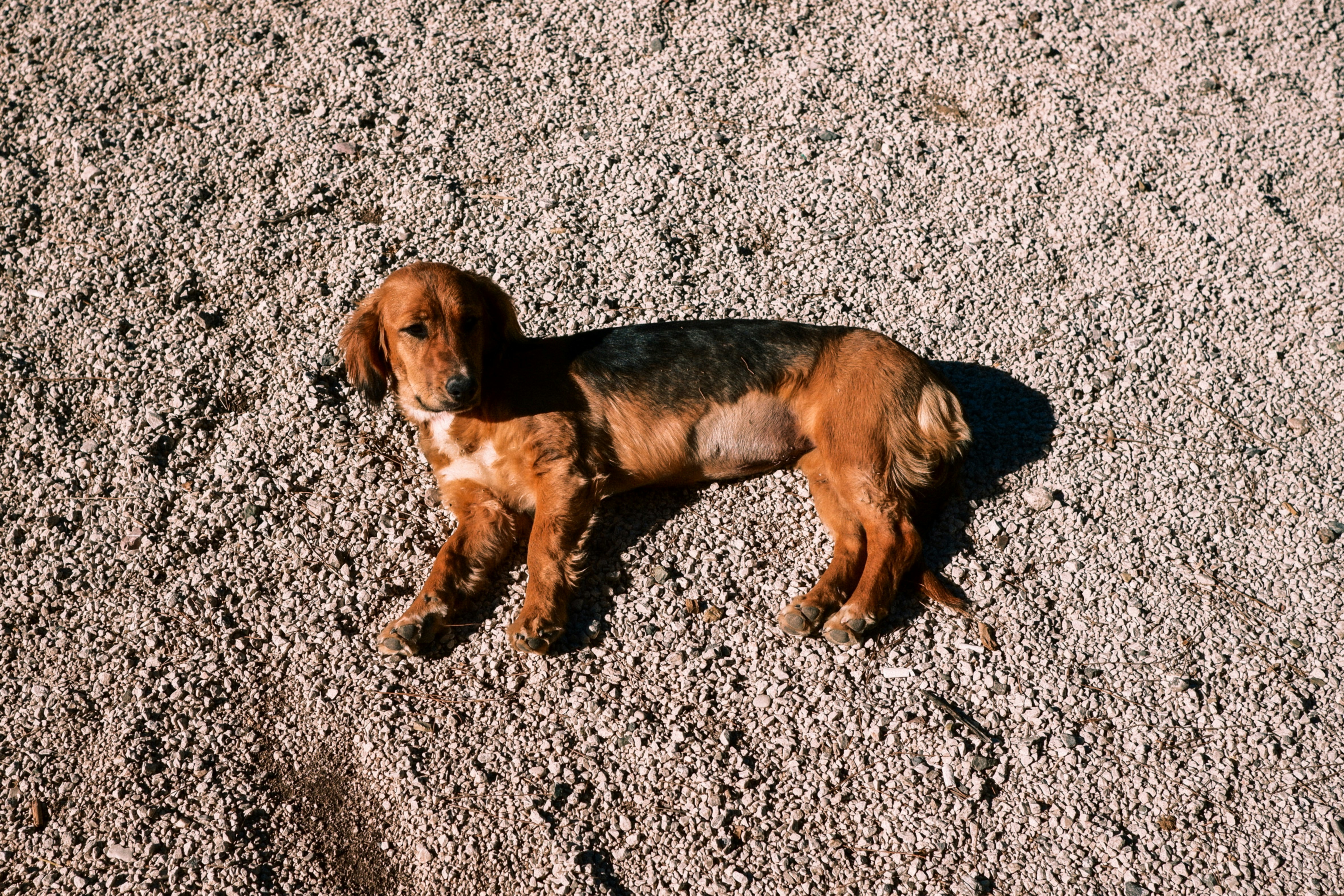 a brown dog standing on top of a dirt field