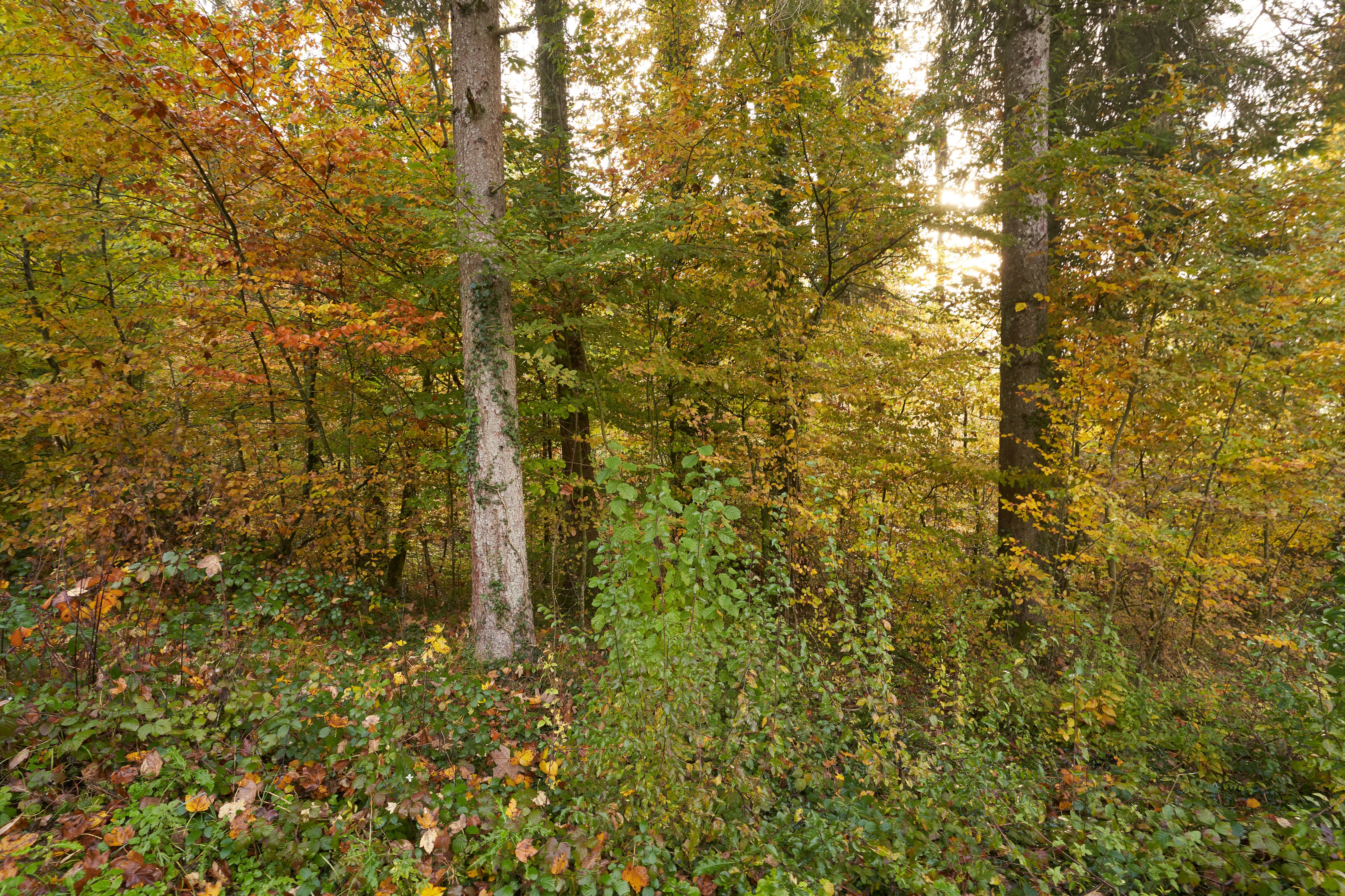 Photo by wolfgang_hasselmann