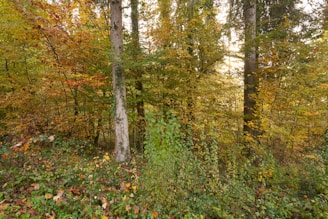A vibrant forest landscape showcasing rich greens and yellows with sunlight filtering through the trees