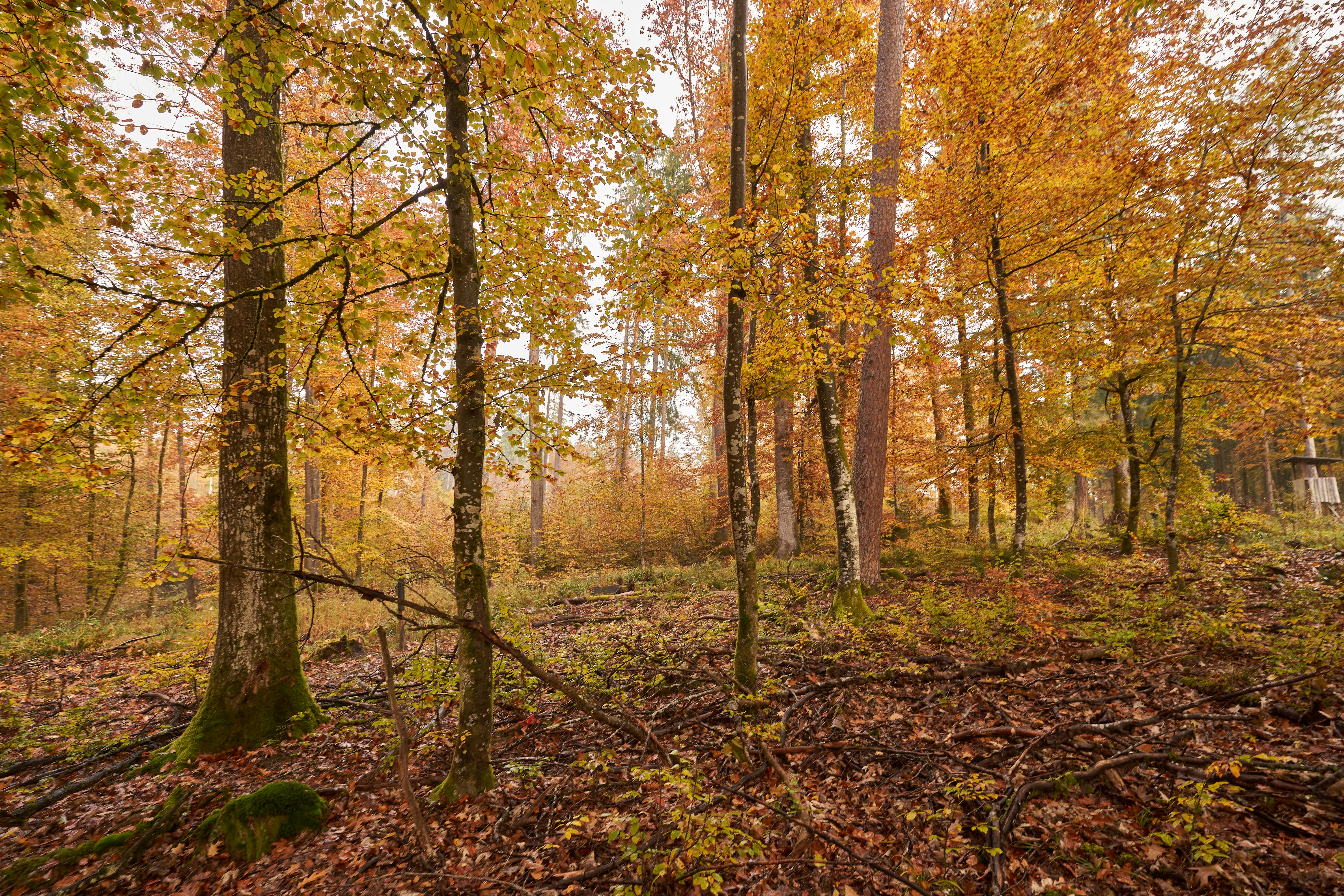 Photo by wolfgang_hasselmann