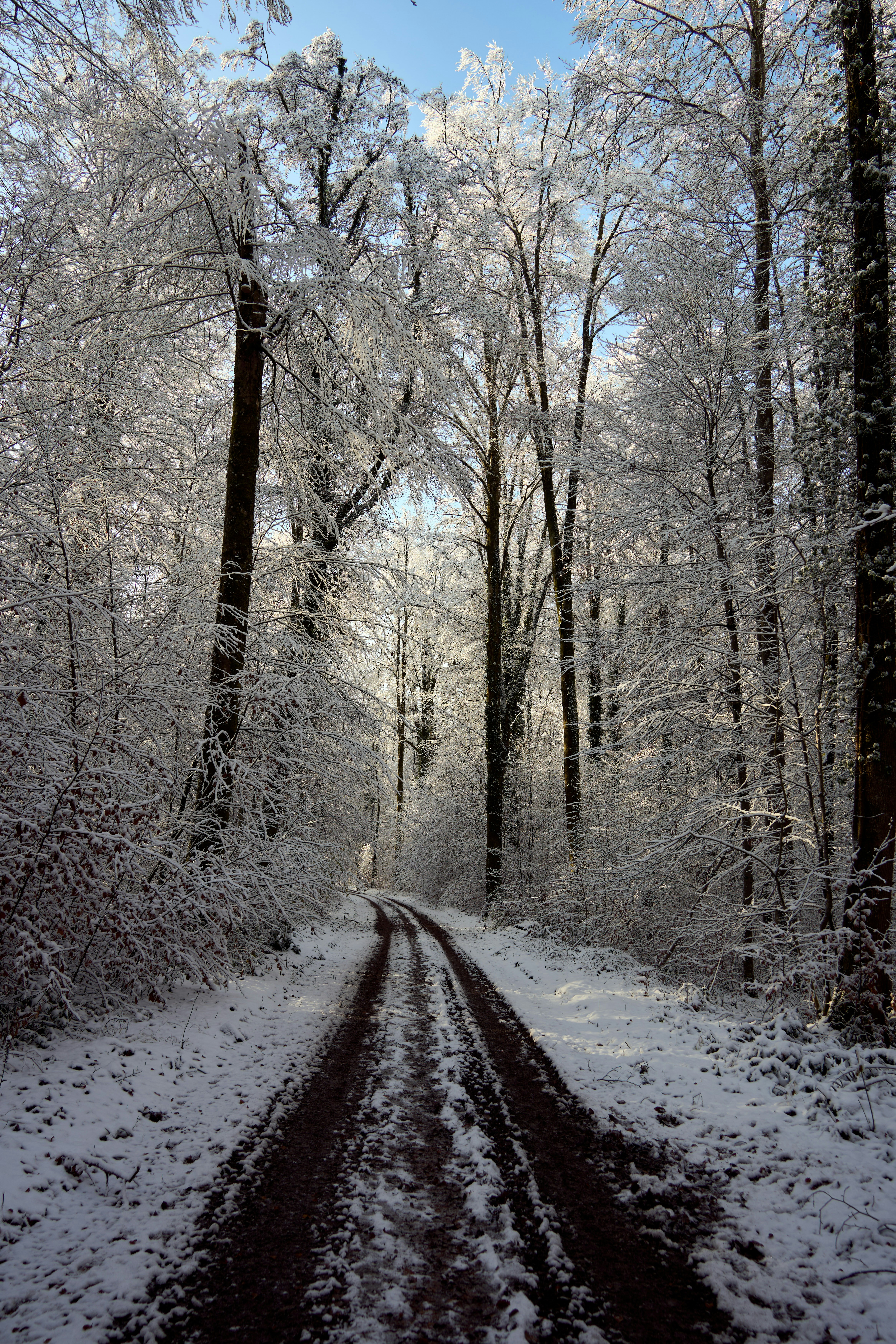 Photo by wolfgang_hasselmann