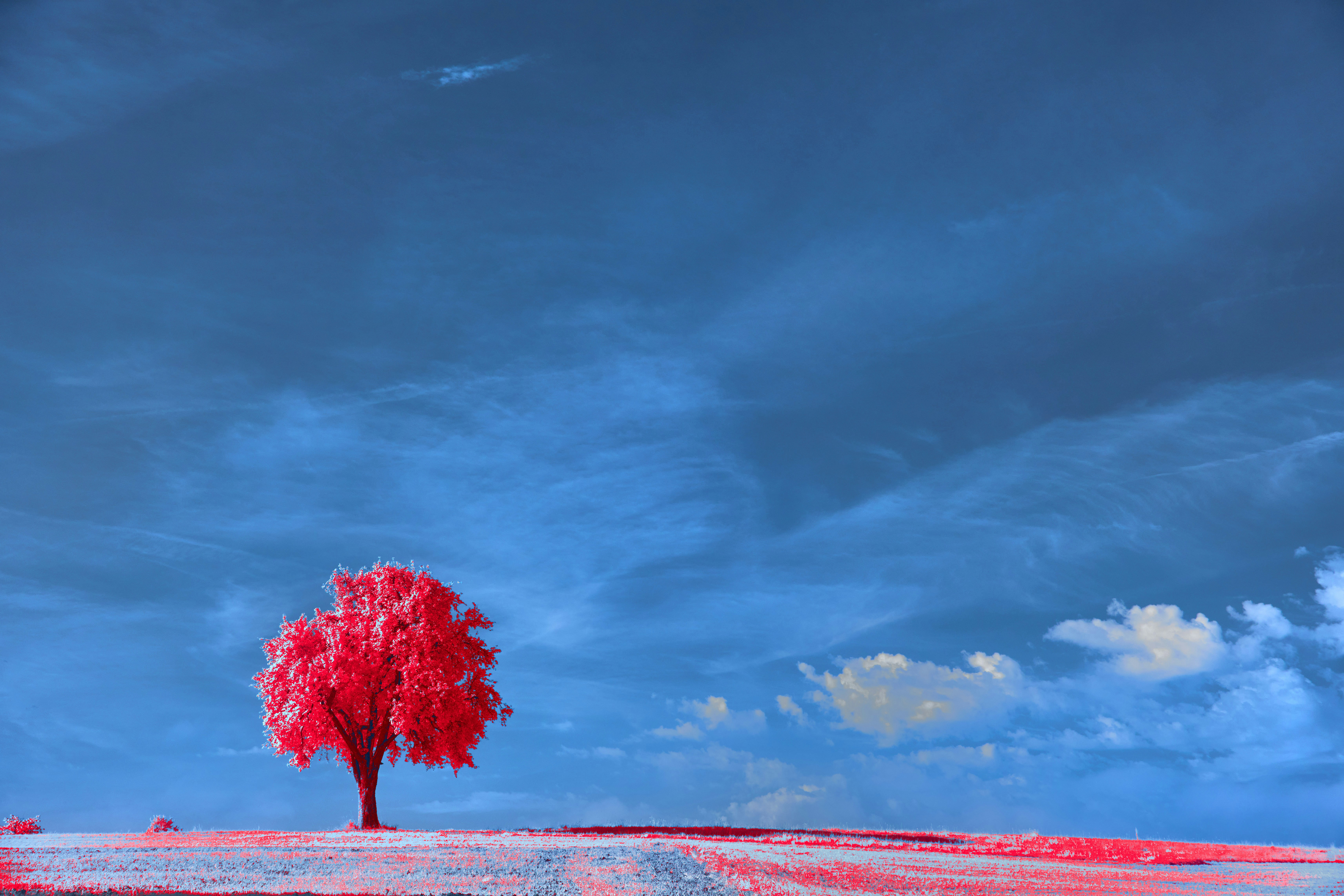 Photo by wolfgang_hasselmann