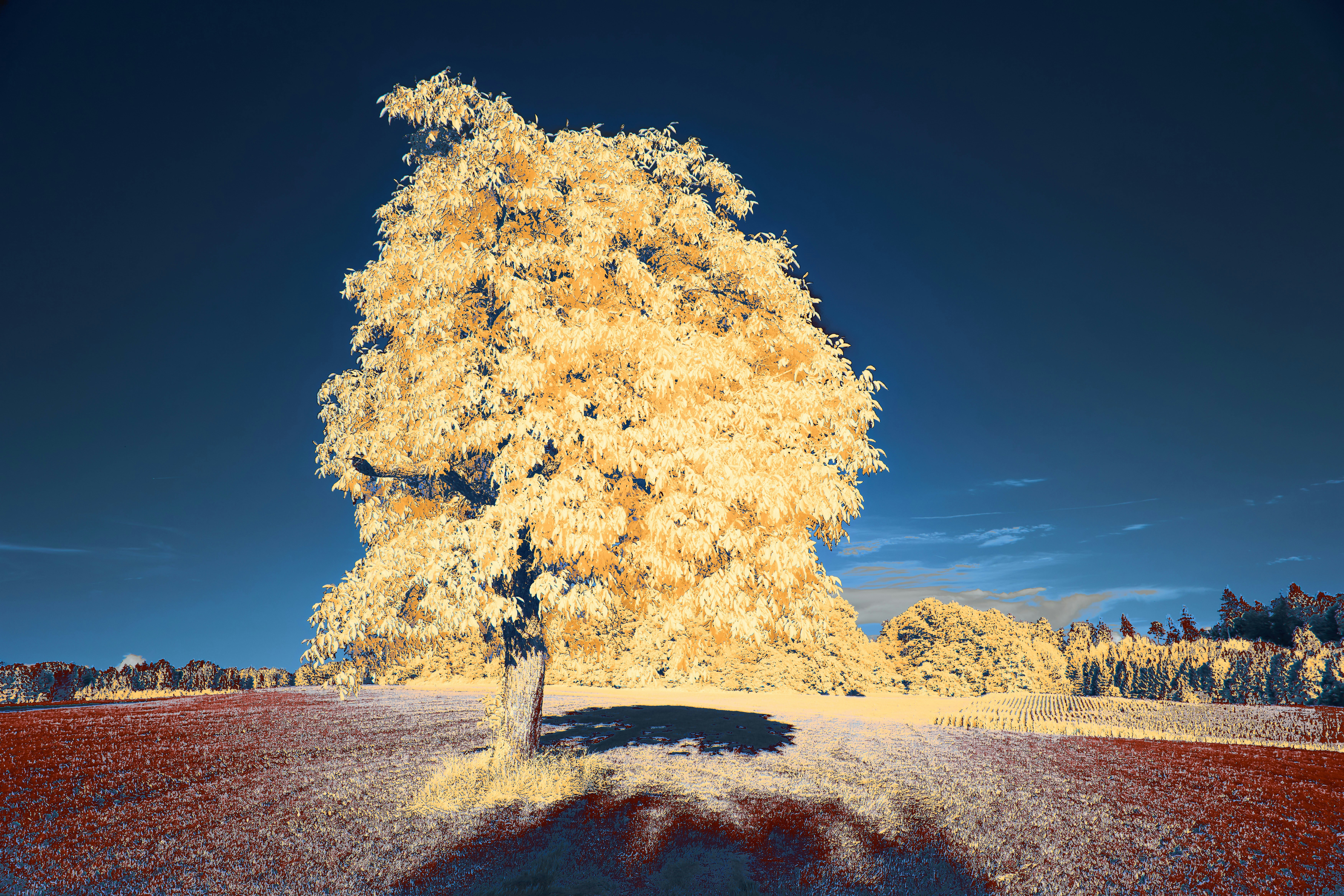 Photo by wolfgang_hasselmann