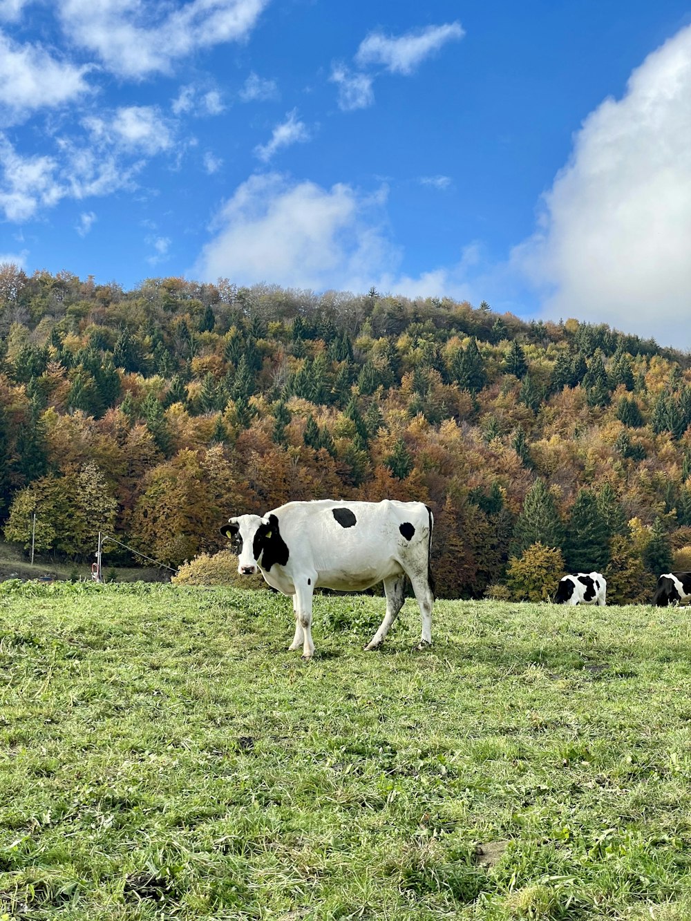 a herd of cows grazing on a lush green hillside