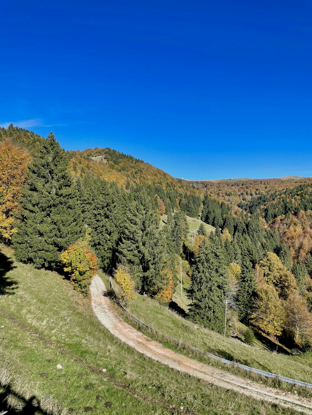 a dirt road in the middle of a forest