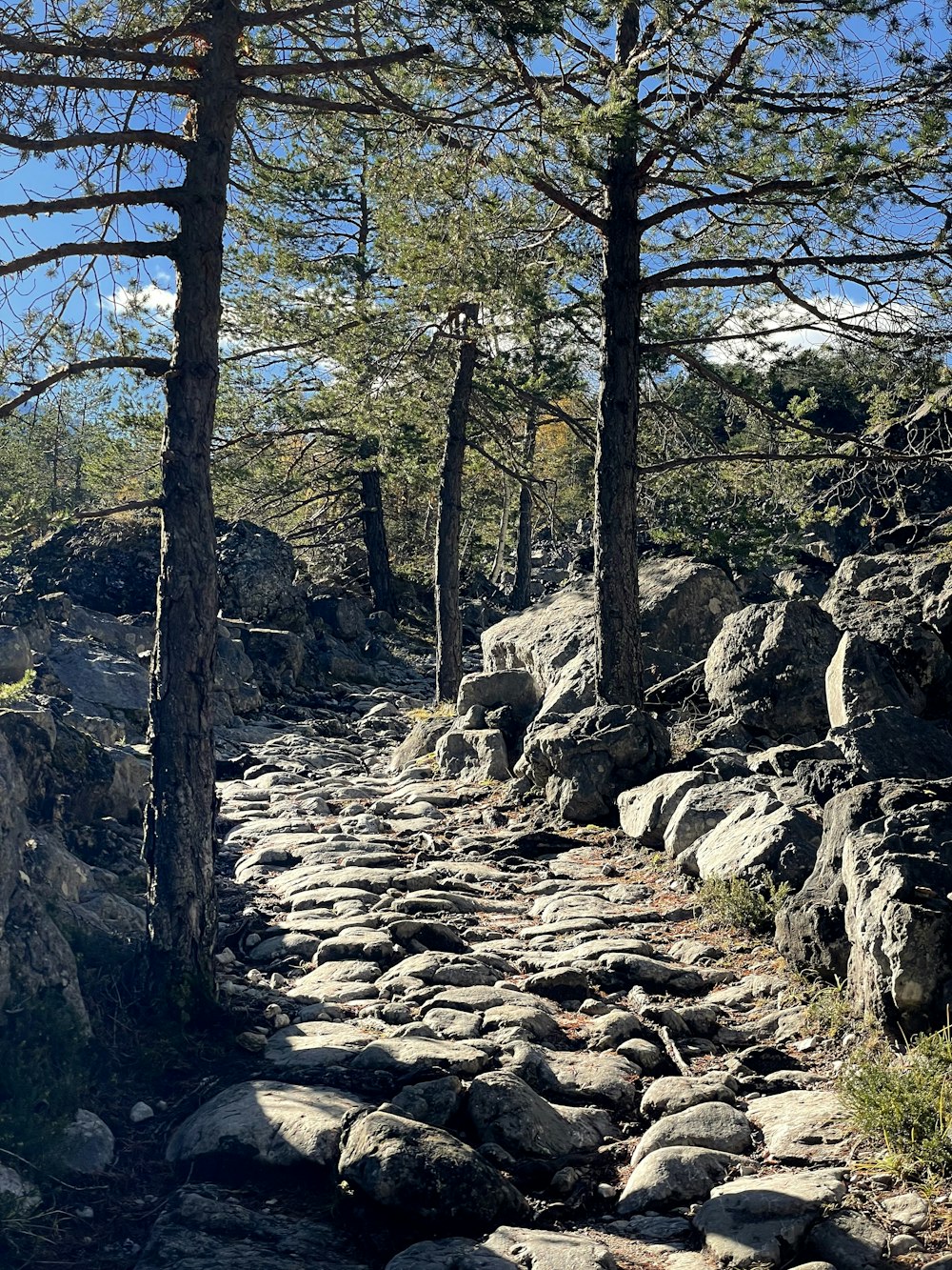 a rocky path with trees on both sides