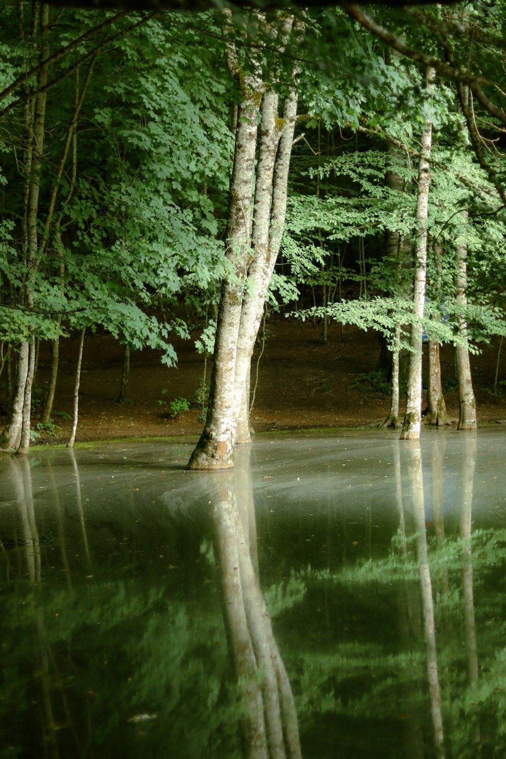 uno specchio d'acqua circondato da alberi ed erba