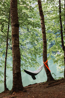 a hammock hanging between two trees in a forest