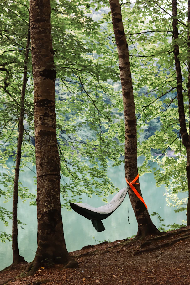 a hammock hanging between two trees in a forest