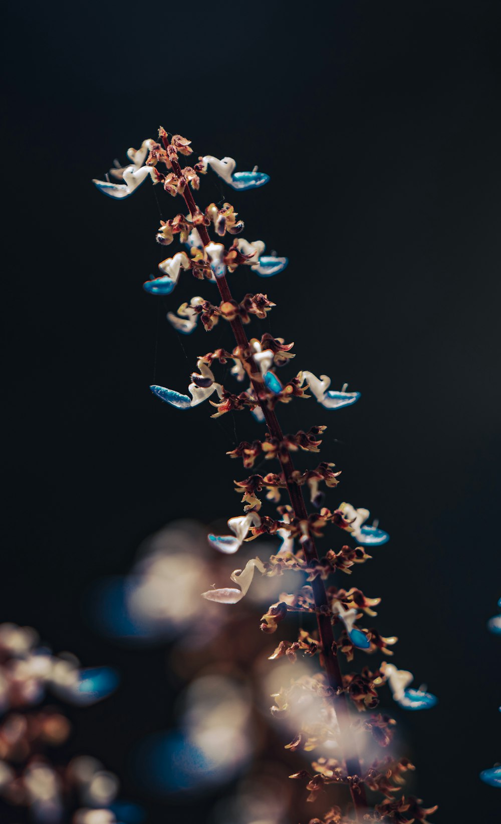 a close up of a plant with birds on it