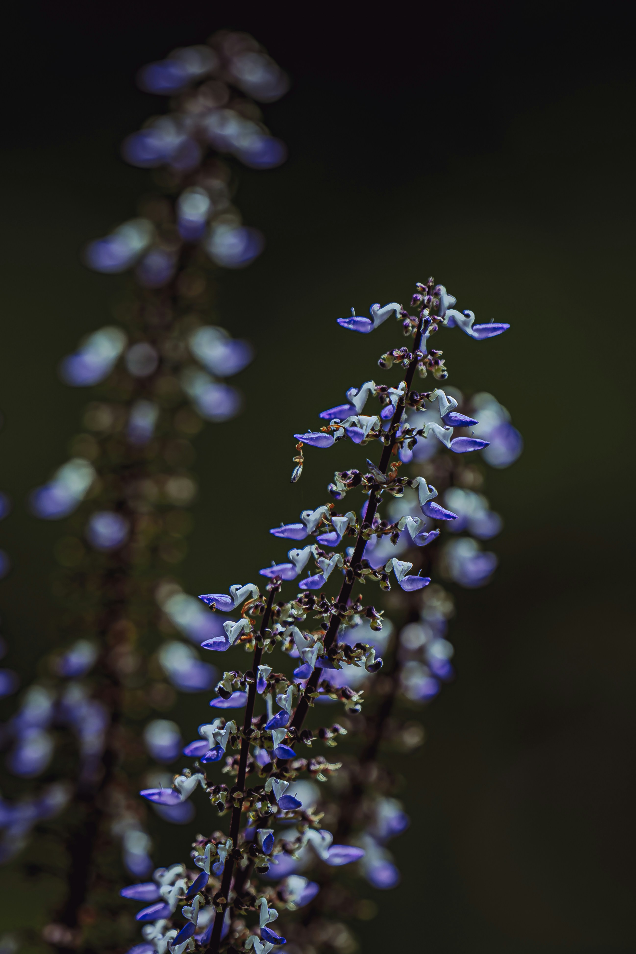 Photo by nithinenomcor