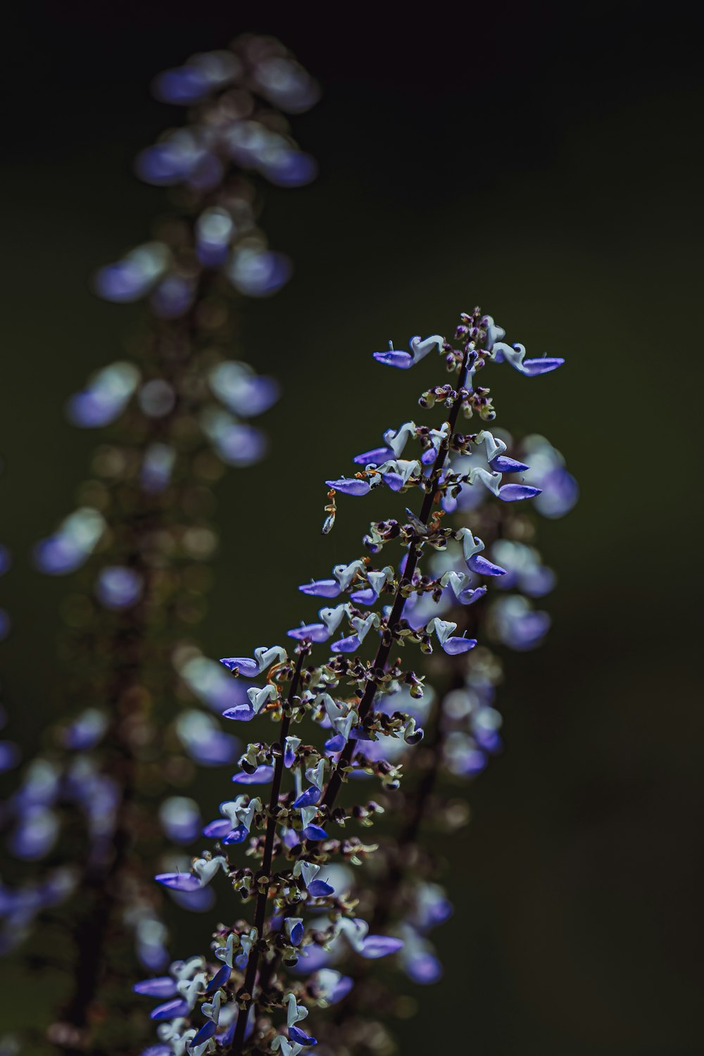 a close up of a plant with blue flowers