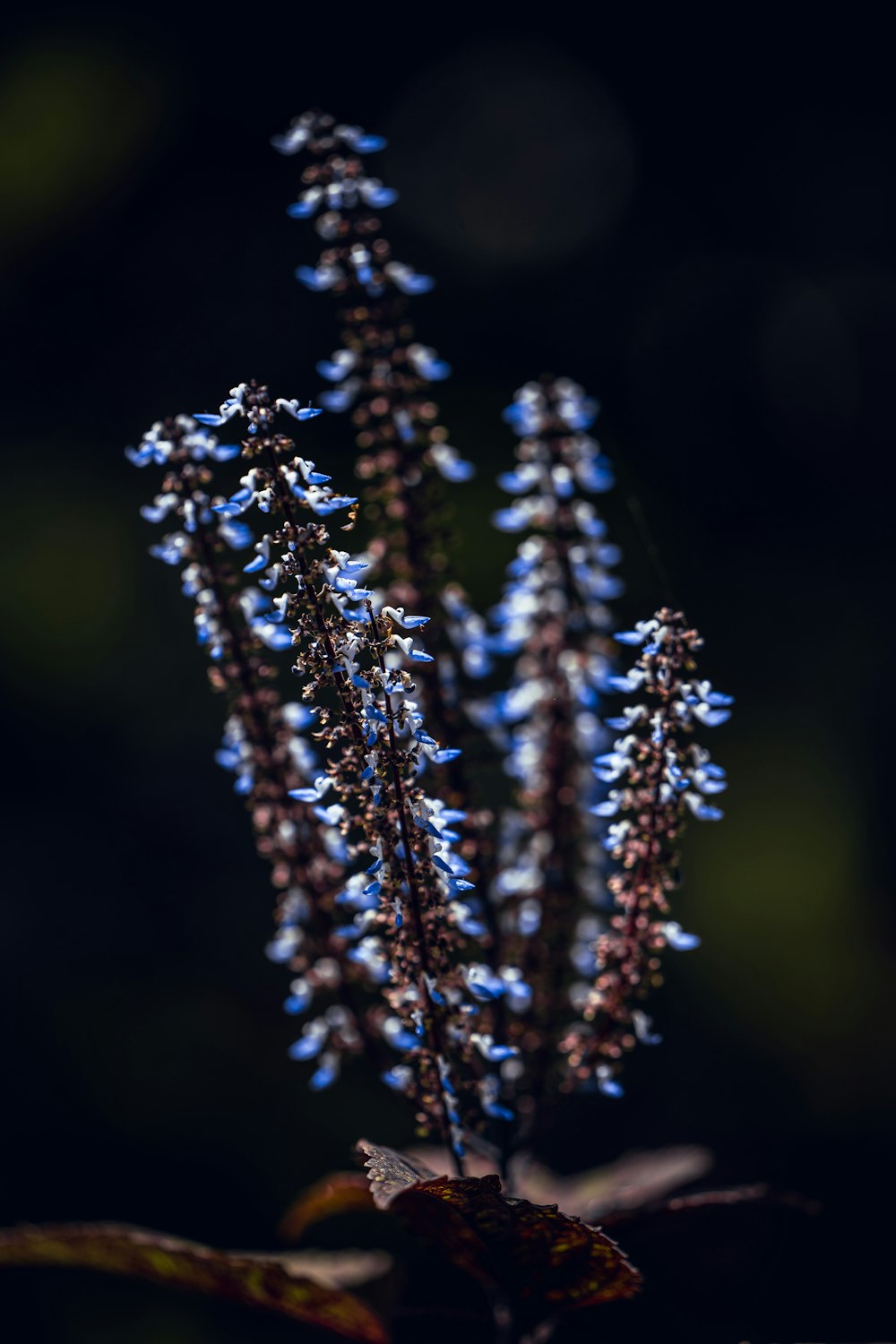 a close up of a plant with blue flowers