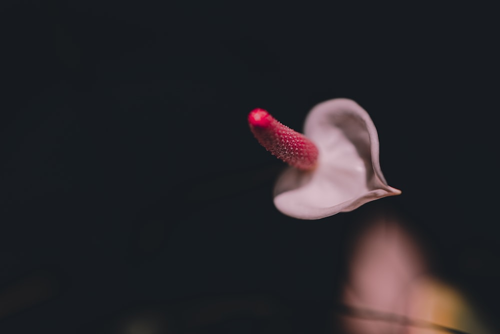 a close up of a flower with a blurry background