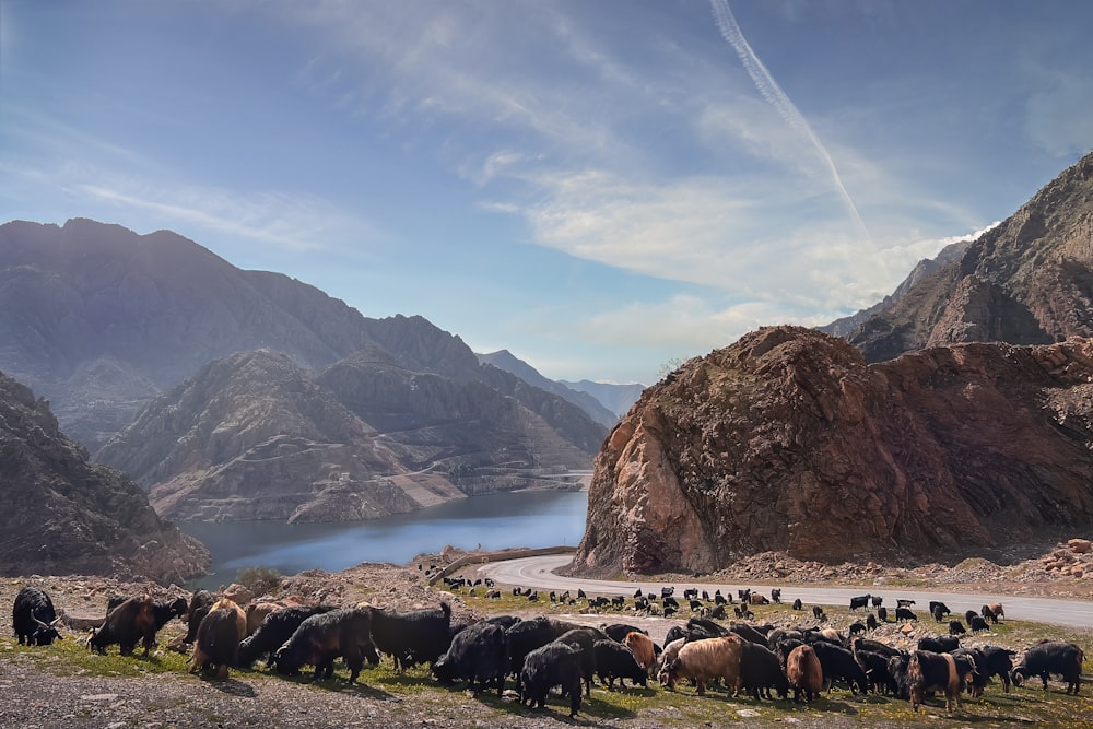 a herd of animals standing on top of a grass covered hillside