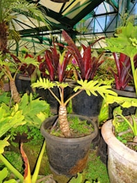 A greenhouse setting filled with various potted plants, featuring a variety of lush greenery and vibrant foliage. Large pots contain an array of plants including those with long red leaves and others with broad, bright green leaves. The structure provides ample light through its glass panels.
