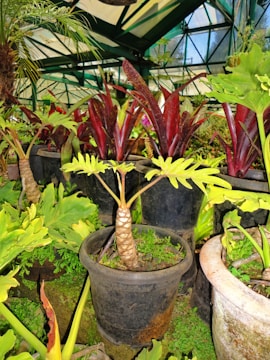 A greenhouse setting filled with various potted plants, featuring a variety of lush greenery and vibrant foliage. Large pots contain an array of plants including those with long red leaves and others with broad, bright green leaves. The structure provides ample light through its glass panels.