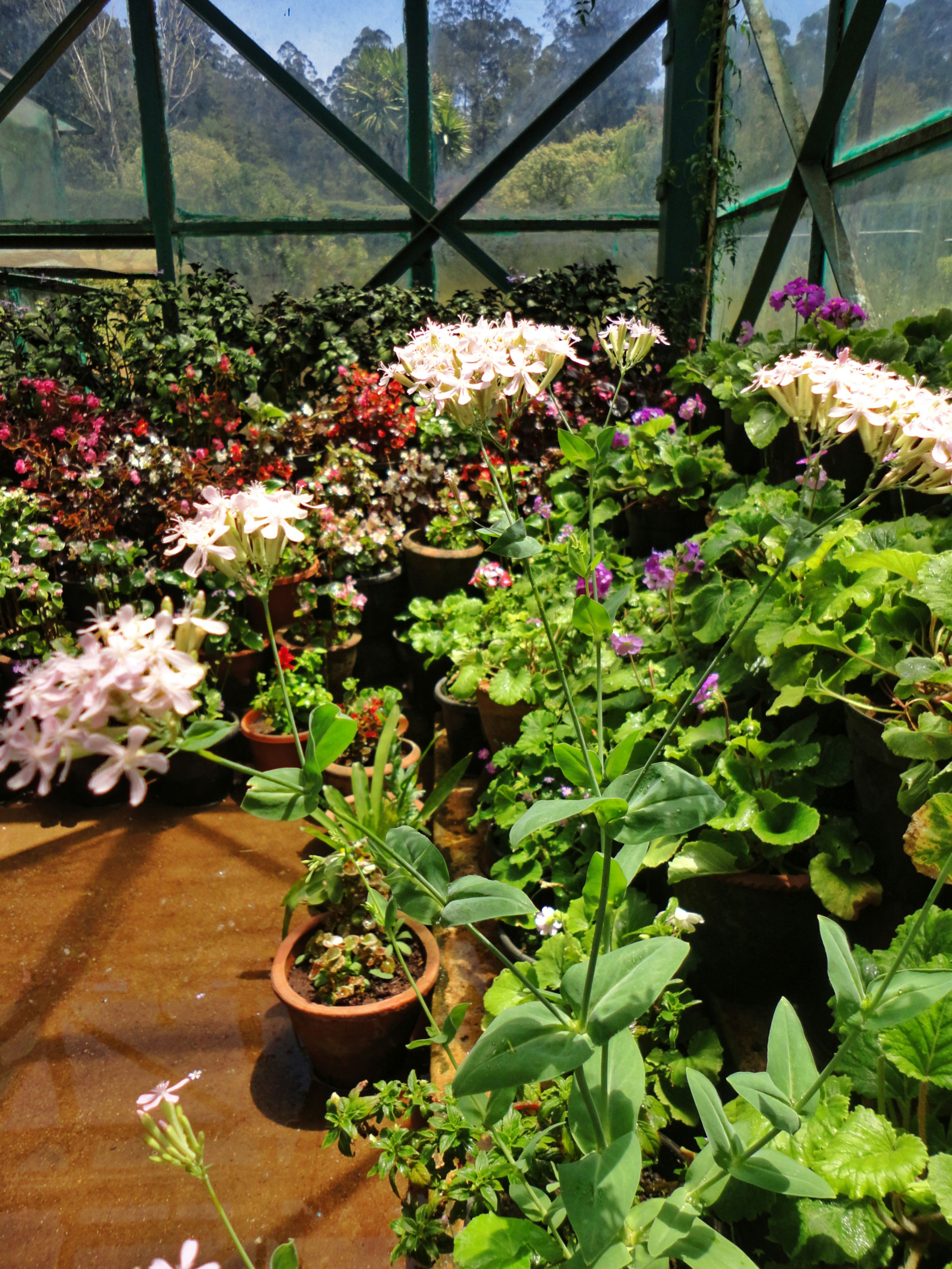 Organic Garden Seedlings for Sale