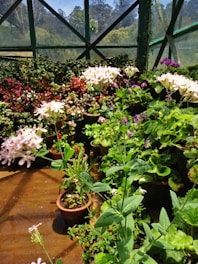 A vibrant nursery filled with various plants and flowers in sunlight.